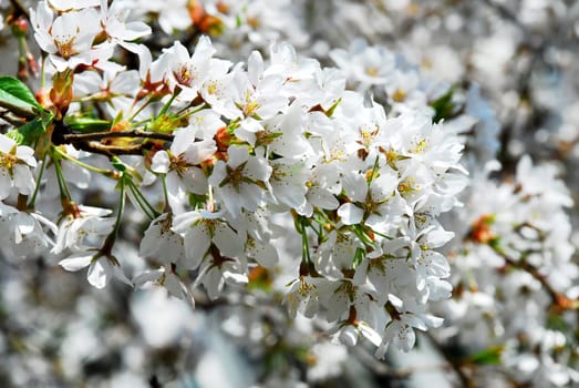 flowerage