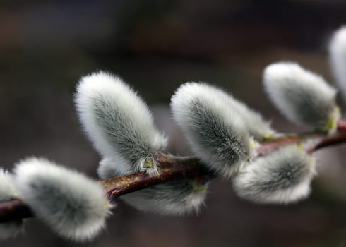 Willow catkin