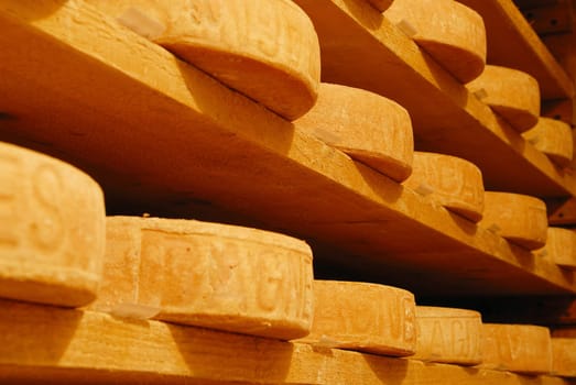 mountain cheese in refining in a cellar