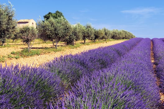 Typical lavender and olivers field with stone house