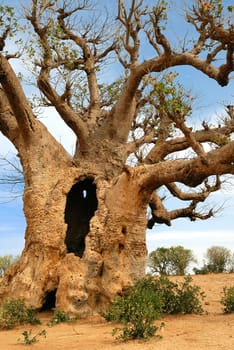 baobab in Africa, senegal