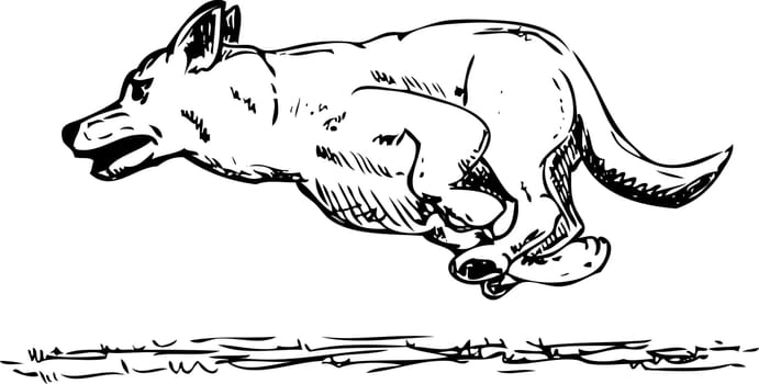 vector - dog agility , isolated on background