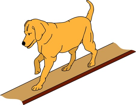 vector - dog agility , isolated on background