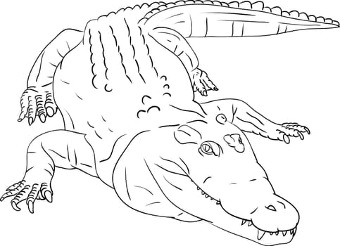 vector - crocodile isolated on background