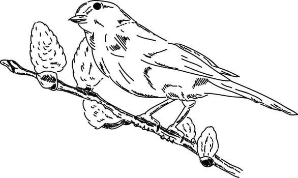 spring time - bird on branch