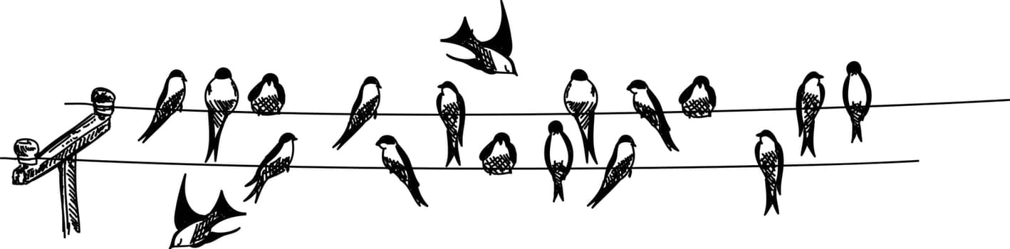 swallows sitting on phone wire