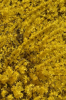 Forsythia