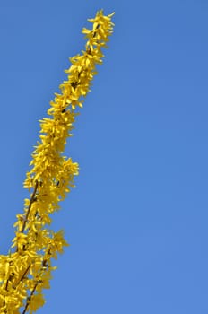 Forsythia