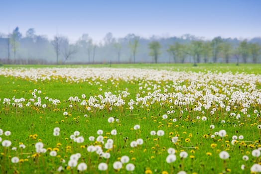 Scenic image of a field covered by dandelions in spring