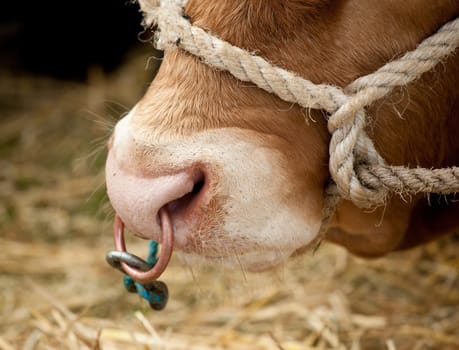 Copper ring in the nose of a bull at agricultural fair