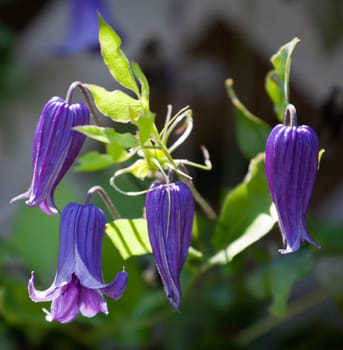 Close up of four clematis flowers backlit from the sun against a darker background