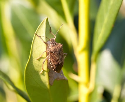 Shield bug on the leaf of a bush