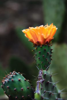 Prickly pear cactus - Opuntia ficus-indica