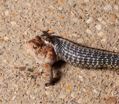 Garter snake attacking and eating a much larger toad on concrete path