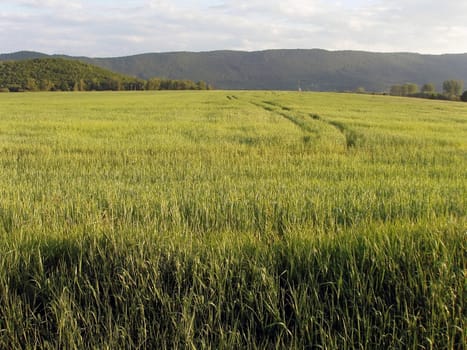 Field
