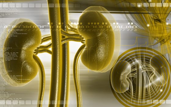 Digital illustration of kidney in colour background