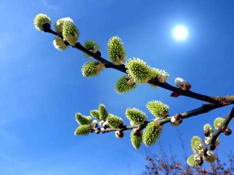 willows with spring sun