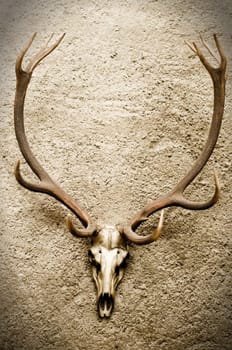Deer&#039 s Skull on a Wall with some vignette