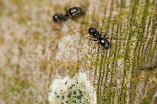 Close-up of ants on a tree in summer