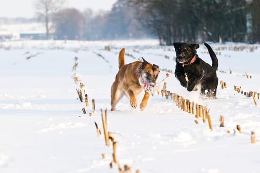 Malinois and Labrador mix playing in the snow