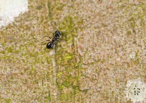 Close-up of ants on a tree in summer