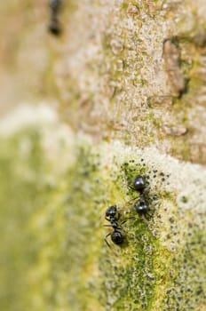 Close-up of ants on a tree in summer