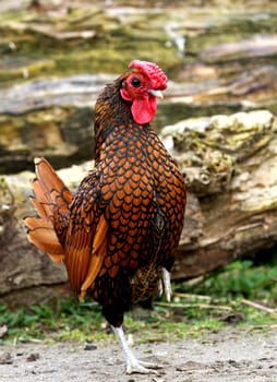 Proud rooster