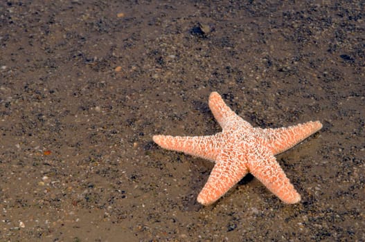 red starfish on dark,sandy ground