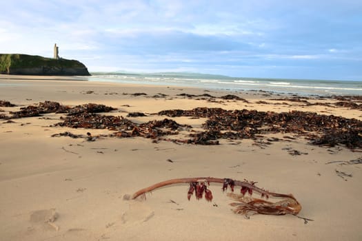 a view of the beach in ballybunion co kerry ireland with abundance of seaweed after a storm