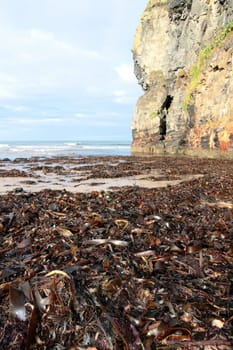 a view of the beach cliffs in ballybunion co kerry ireland with abundance of seaweed after a storm
