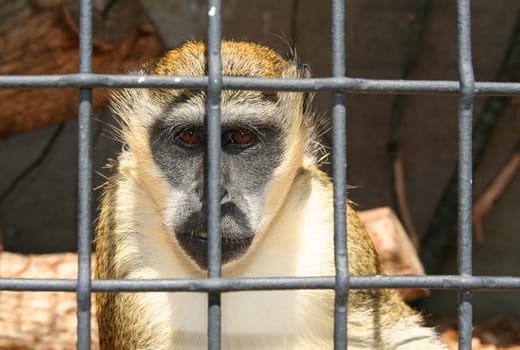 monkey in zoo or laboratory