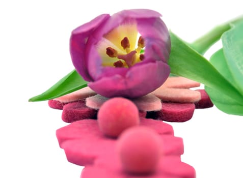 Pink Tulip
