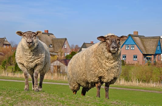 Sheep