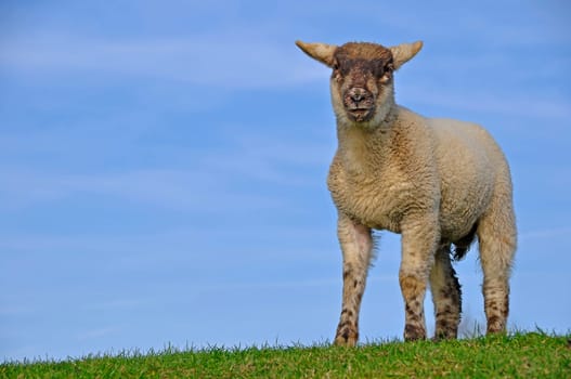 Lamb