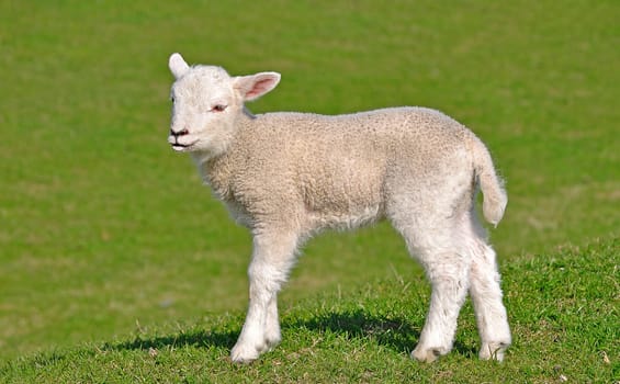 Lambkin