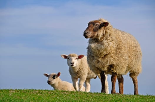 Sheep