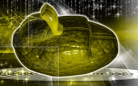 Digital illustration of brain in colour background
