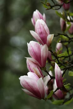 Magnolia flowers