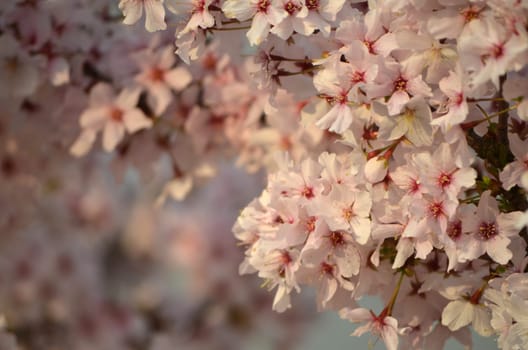 Cherry blossom