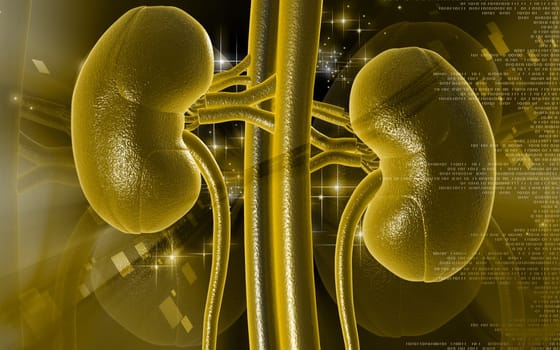 Digital illustration of kidney in colour background