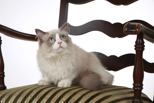 Purebred Cat Ragdoll