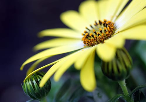 Cape Basket [Osteospermum]