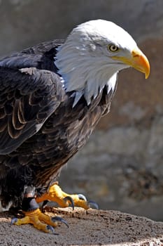 Eagle bird