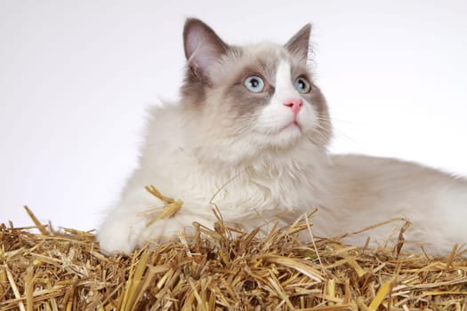 Purebred Cat Ragdoll