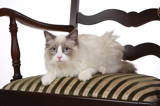 Purebred Cat Ragdoll