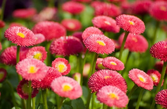 Daisy Rob Roy,red-flowered