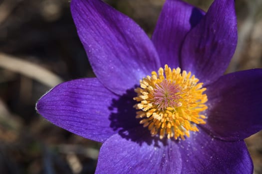 close-up of purple pasque flowers in early spring