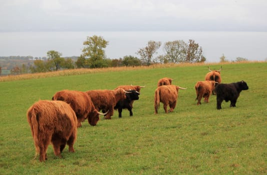 Herd of beautiful highland cows and calf leaving in the mountain by autumn weather