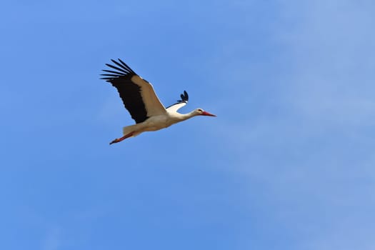 stork in flight on a blue sky
