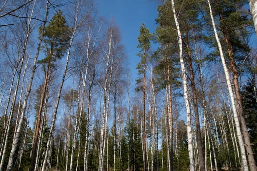 birch trees in a sunny spring  forest